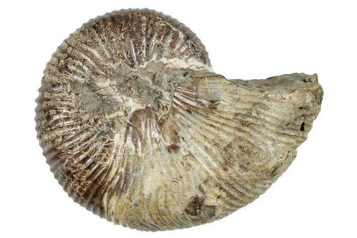 Cretaceous Ammonite (Acanthoscaphites) Fossil - South Dakota #262537